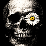 DAISY ROSE DECAL